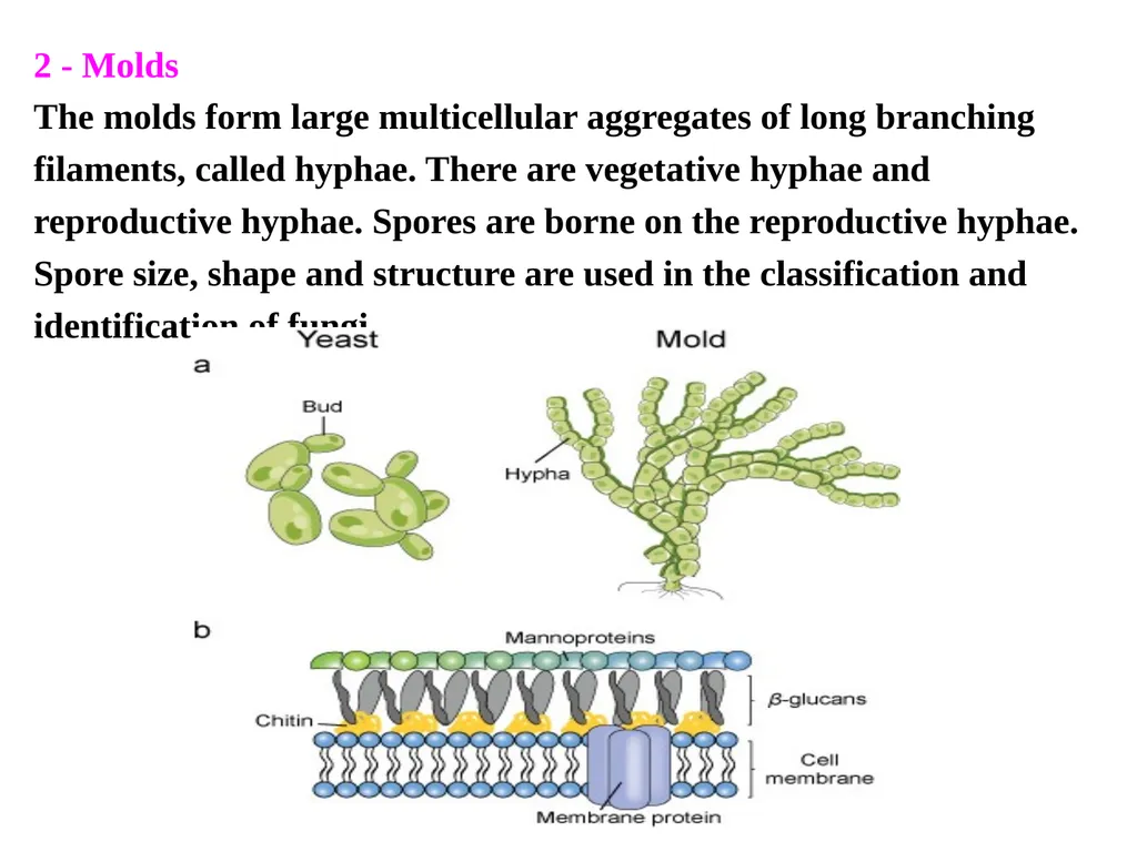 Lecture -11 Fungi Fungus: is a member of a large - slide 12 of 14