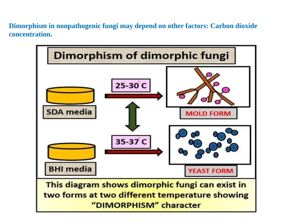 Lecture -11 Fungi Fungus: is a member of a large - slide 14 of 14