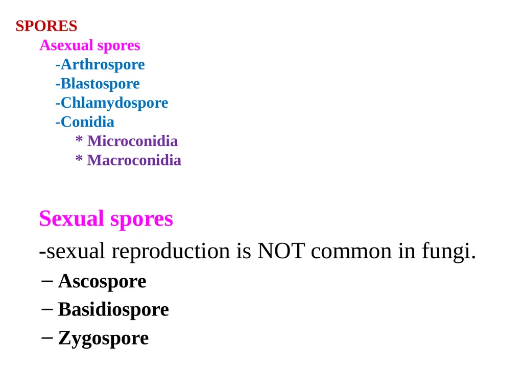 Lecture -11 Fungi Fungus: is a member of a large - slide 9 of 14