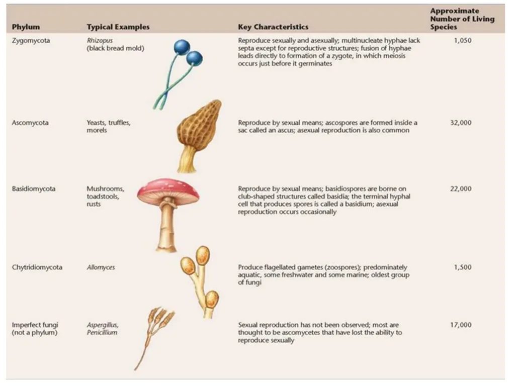 Lecture -11 Fungi Fungus: is a member of a large - slide 10 of 14