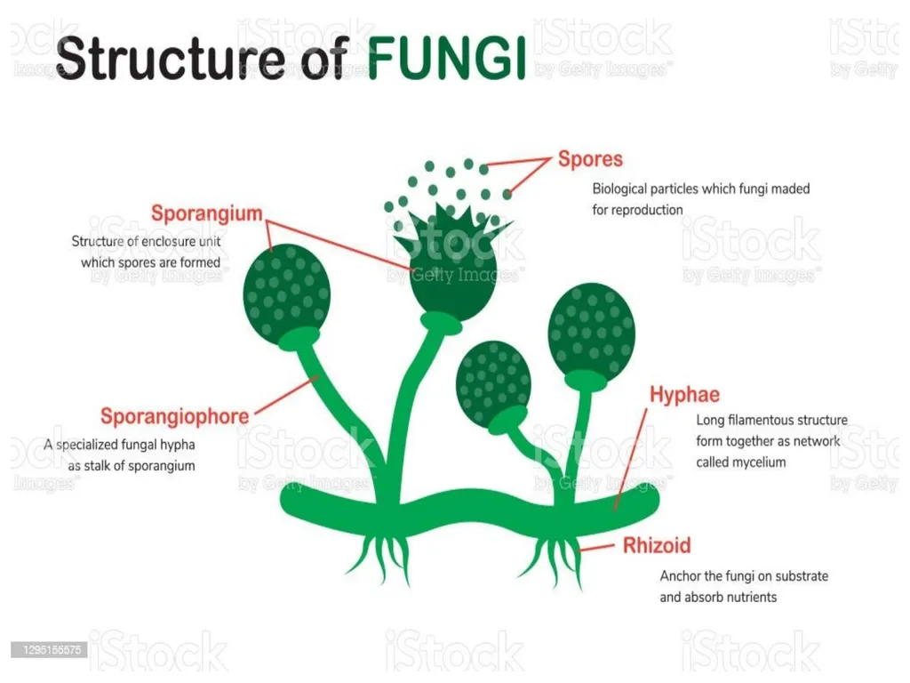 Lecture -11 Fungi Fungus: is a member of a large - slide 6 of 14