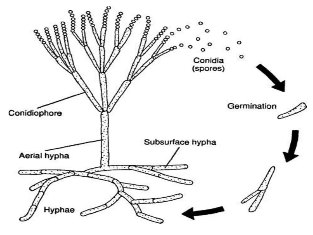 Lecture -11 Fungi Fungus: is a member of a large - slide 7 of 14