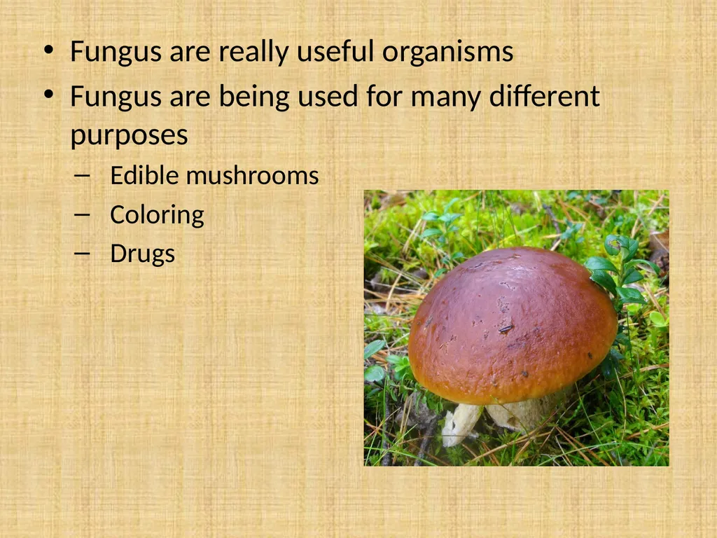 How do Finns use fungus? Fungus are really useful - slide 2 of 7