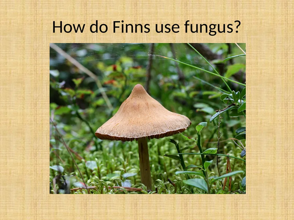 How do Finns use fungus? Fungus are really useful - slide 1 of 7