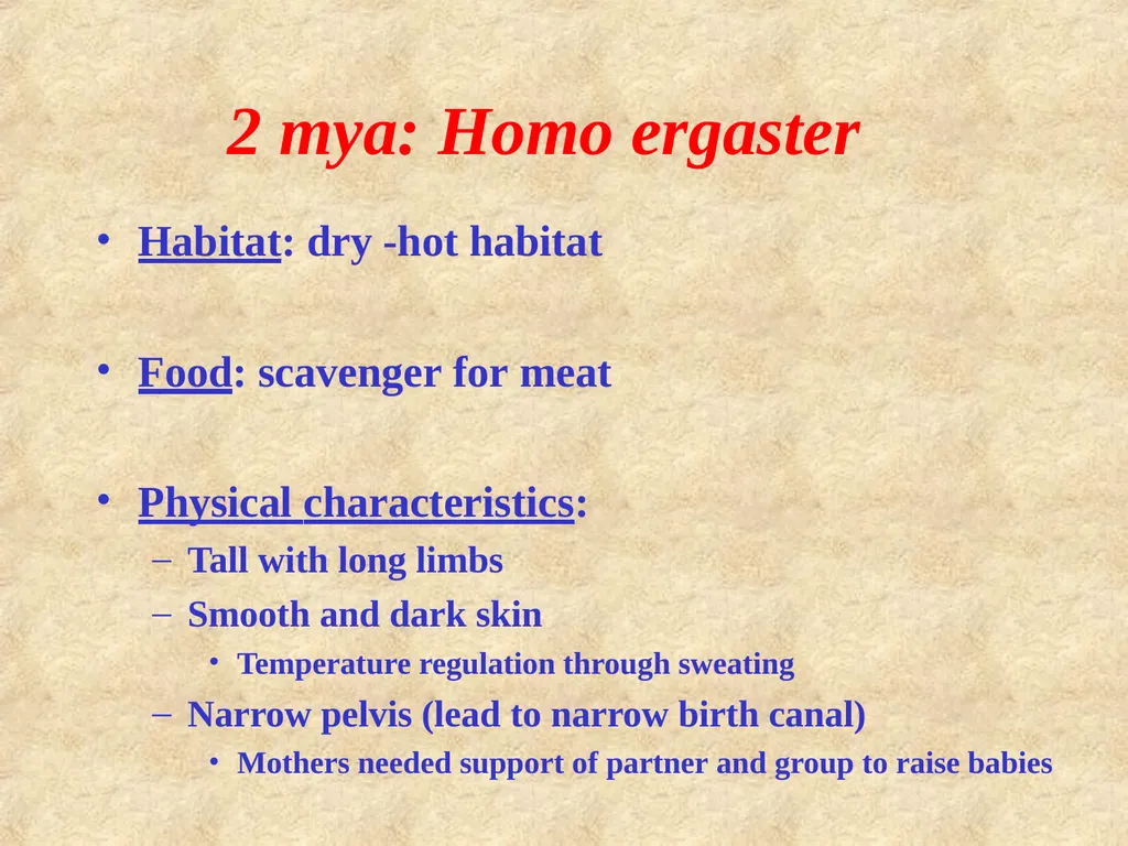 Human evolution Manish Kumar "Hominid" refers to - slide 17 of 18