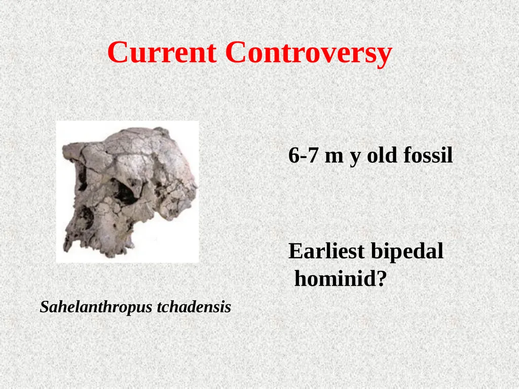 Human evolution Manish Kumar "Hominid" refers to - slide 8 of 18