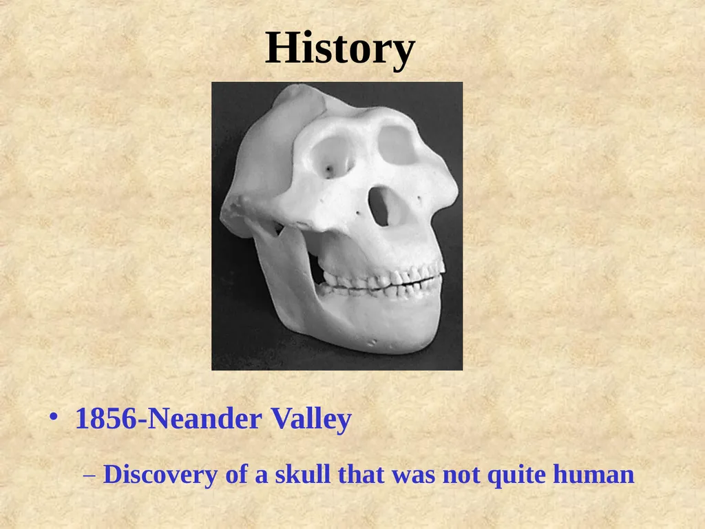 Human evolution Manish Kumar "Hominid" refers to - slide 4 of 18