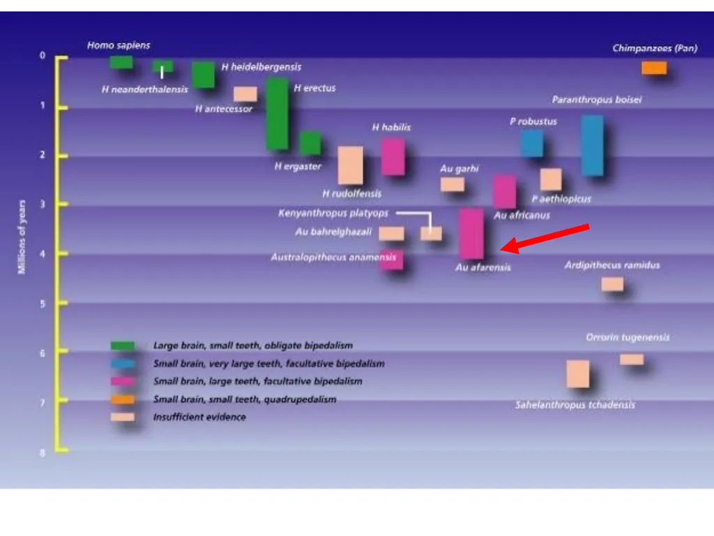 Human evolution Manish Kumar "Hominid" refers to - slide 12 of 18