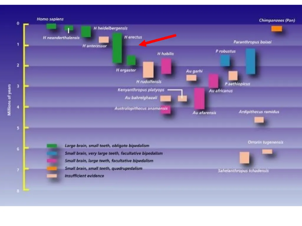 Human evolution Manish Kumar "Hominid" refers to - slide 15 of 18