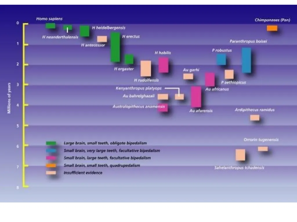 Human evolution Manish Kumar "Hominid" refers to - slide 9 of 18