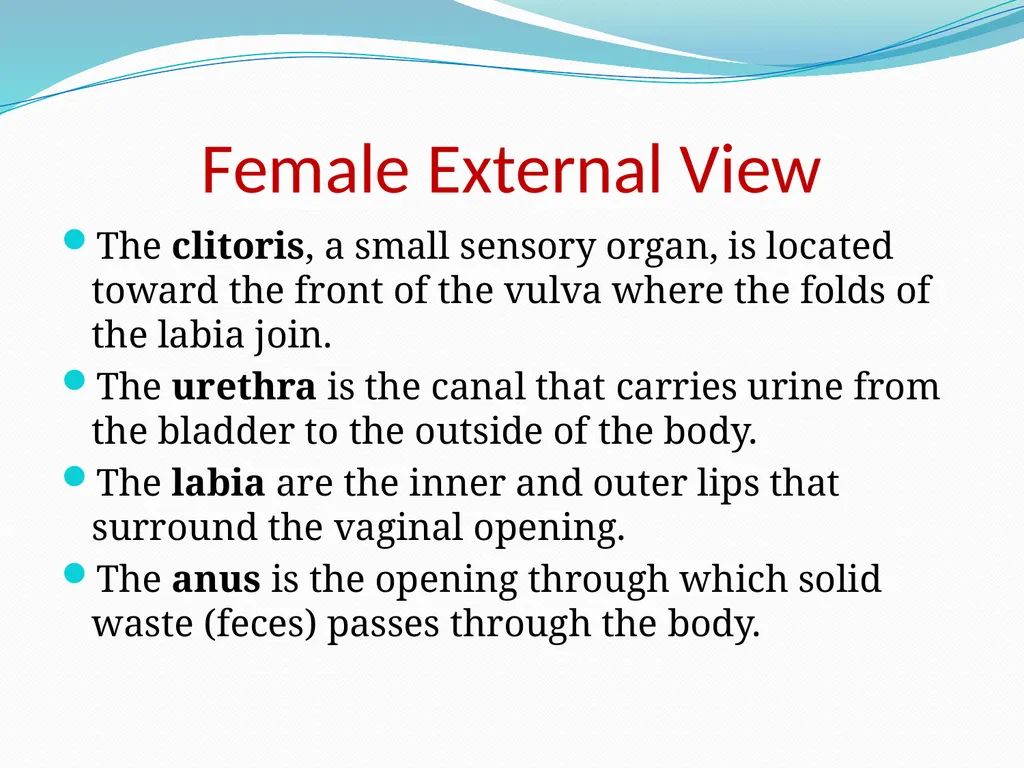 Human Reproductive Systems Human Reproductive - slide 9 of 16