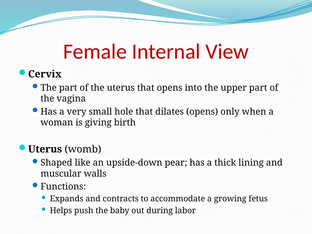 Human Reproductive Systems Human Reproductive - slide 6 of 16