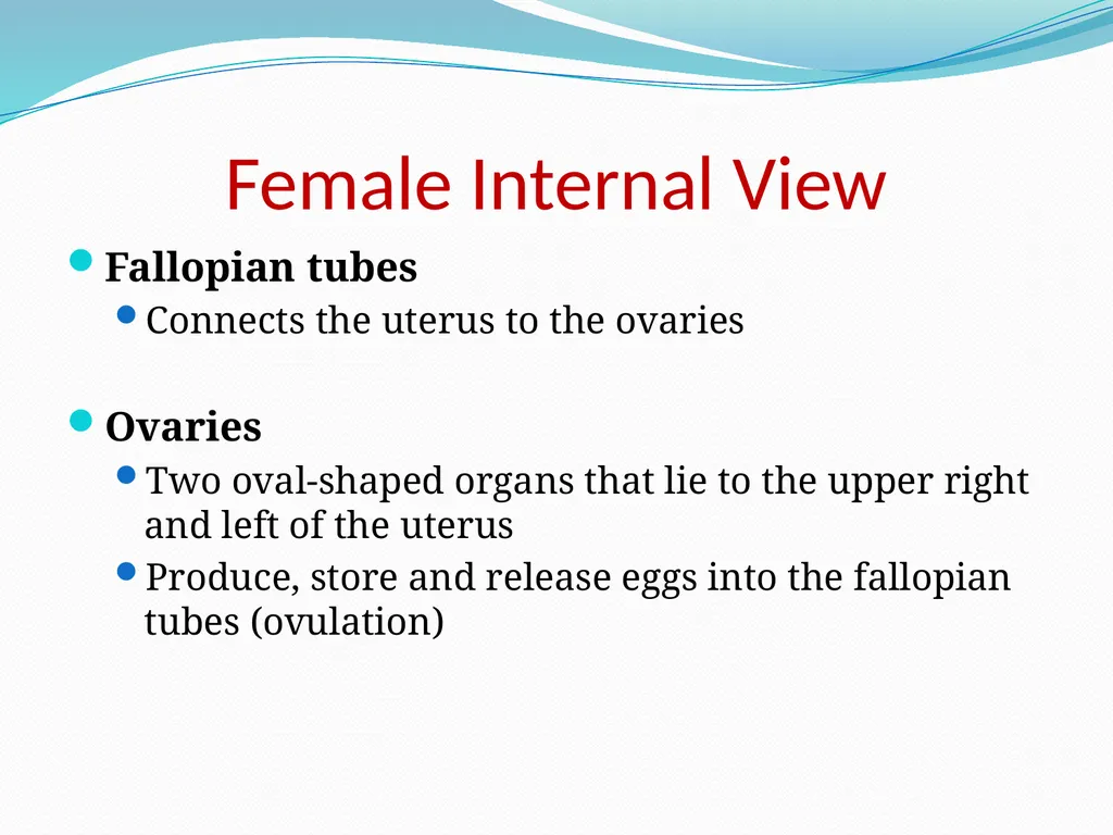 Human Reproductive Systems Human Reproductive - slide 7 of 16