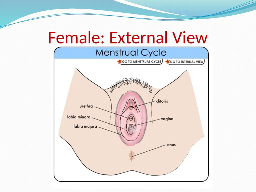 Human Reproductive Systems Human Reproductive - slide 8 of 16