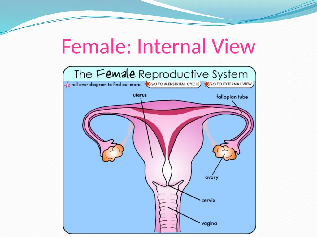 Human Reproductive Systems Human Reproductive - slide 4 of 16