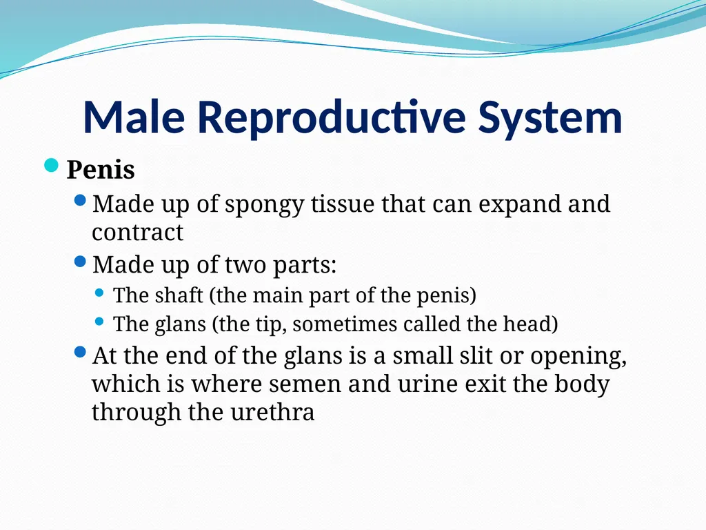 Human Reproductive Systems Human Reproductive - slide 12 of 16