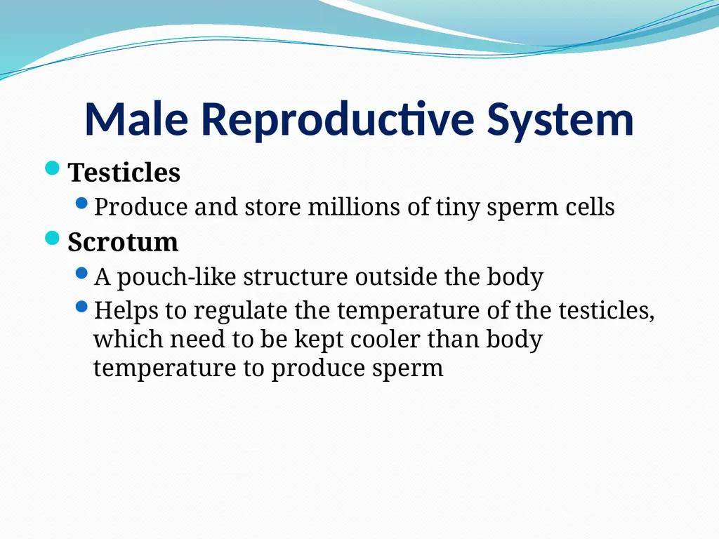 Human Reproductive Systems Human Reproductive - slide 13 of 16
