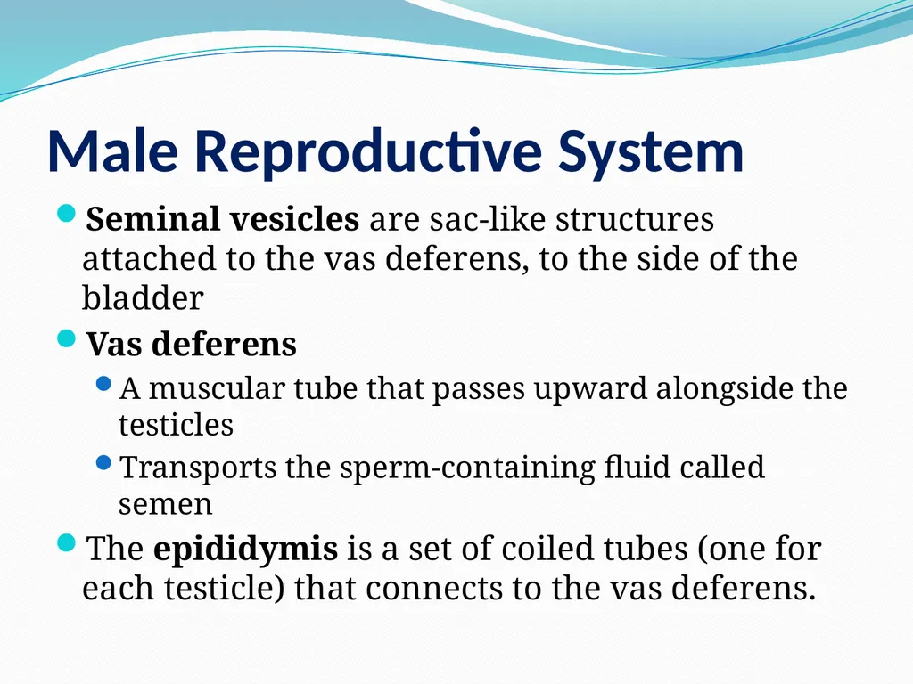 Human Reproductive Systems Human Reproductive - slide 14 of 16