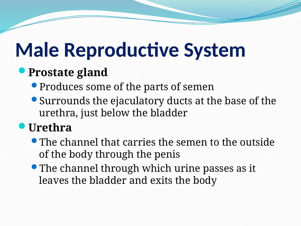 Human Reproductive Systems Human Reproductive - slide 15 of 16