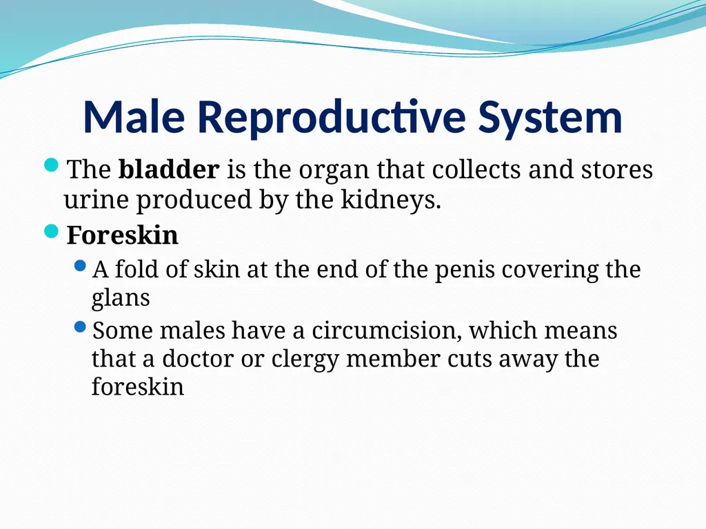 Human Reproductive Systems Human Reproductive - slide 16 of 16