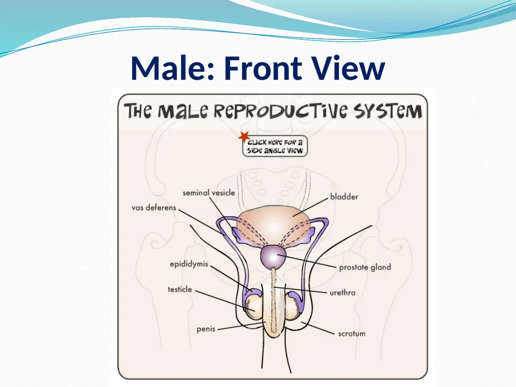 Human Reproductive Systems Human Reproductive - slide 11 of 16