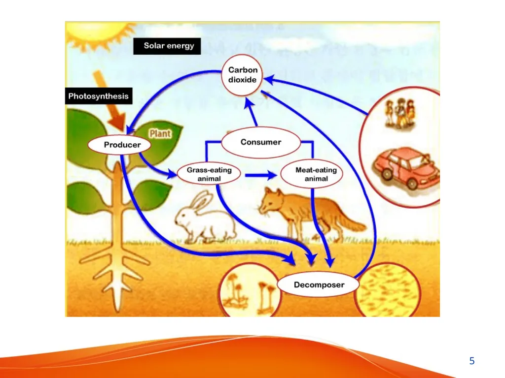Ecosystem Presented by: Nabin Mandal State Aided - slide 5 of 22