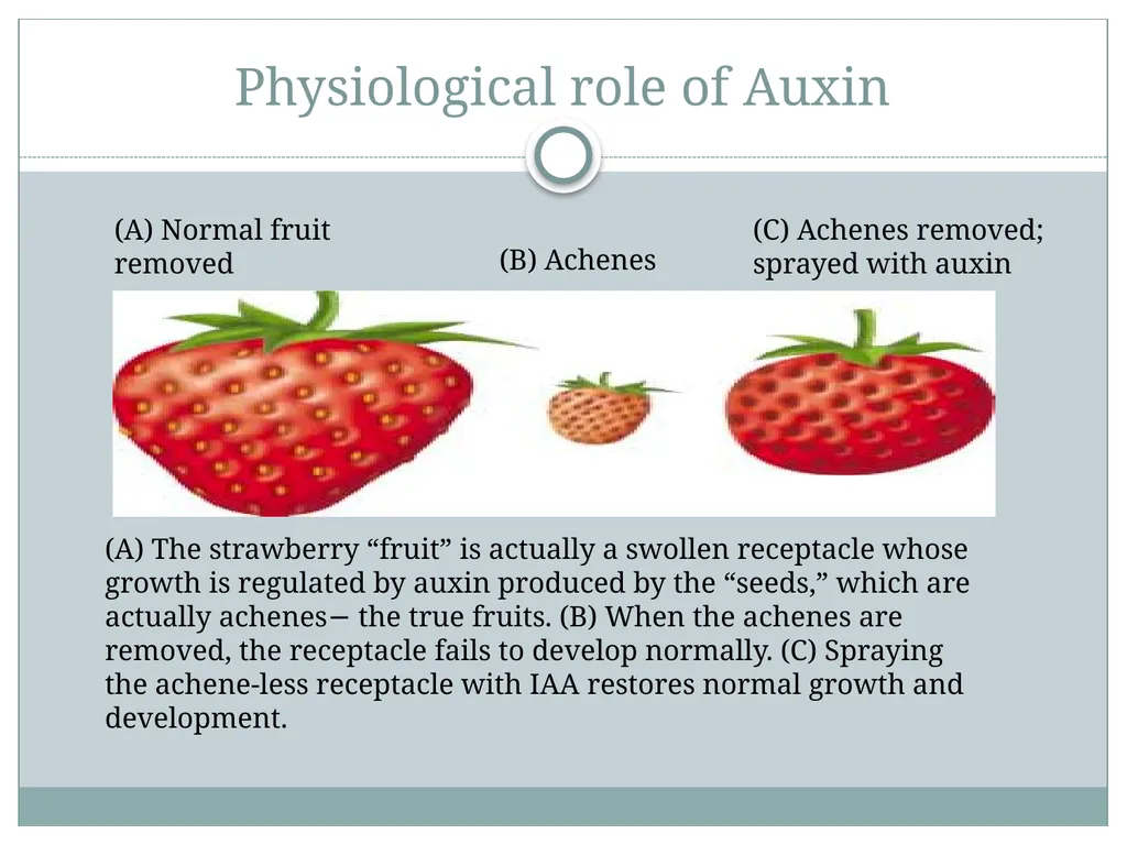 Plant Physiology Presented By Garima Yadav - slide 12 of 13