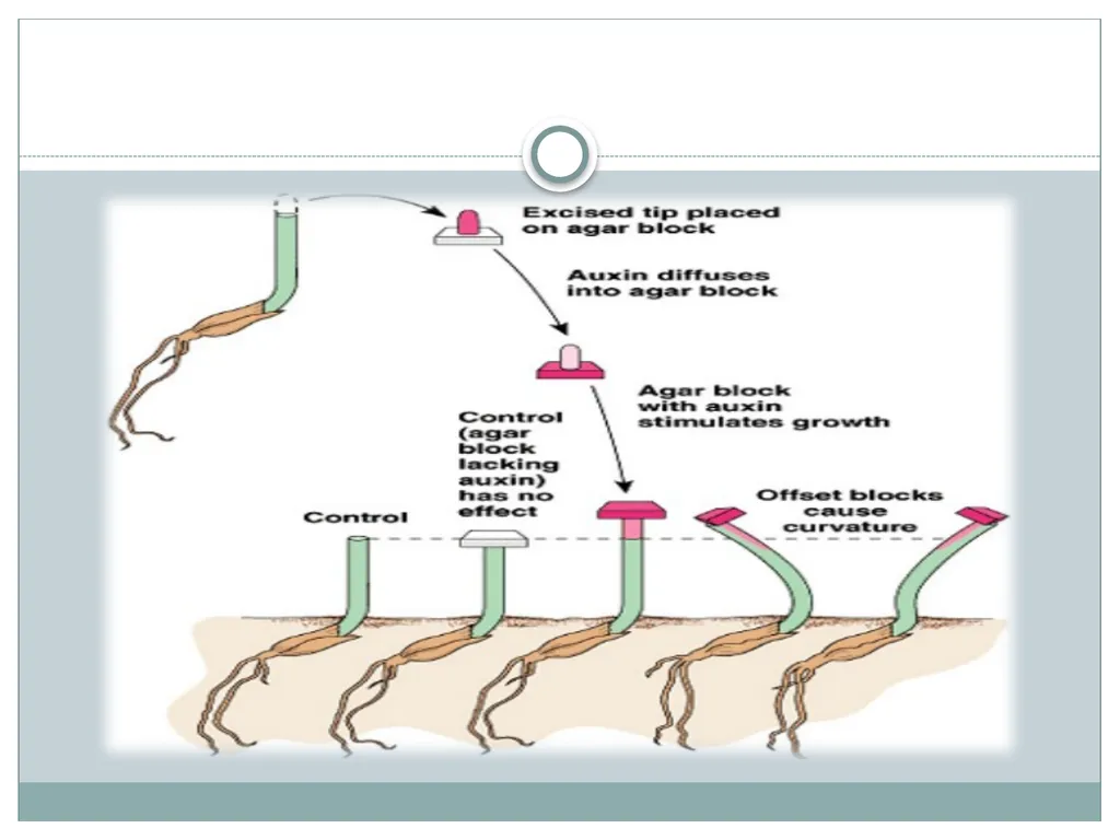 Plant Physiology Presented By Garima Yadav - slide 7 of 13