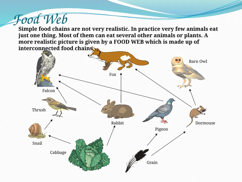 Ecosystems Starter: Key definitions Decomposer - slide 15 of 16