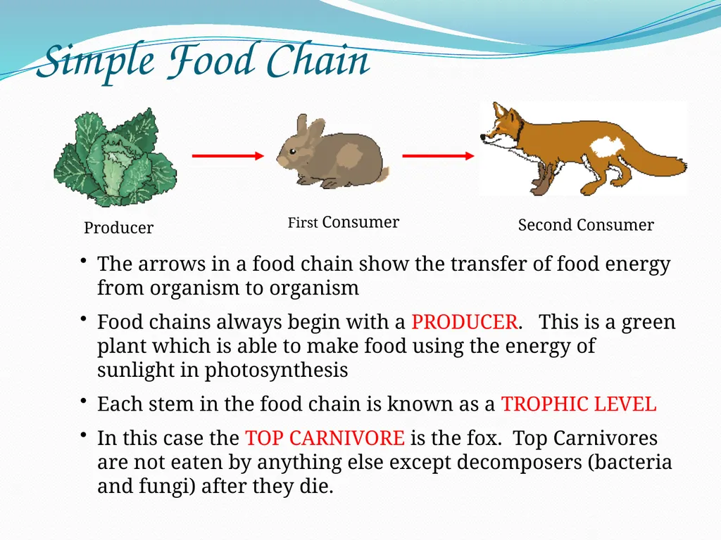 Ecosystems Starter: Key definitions Decomposer - slide 14 of 16