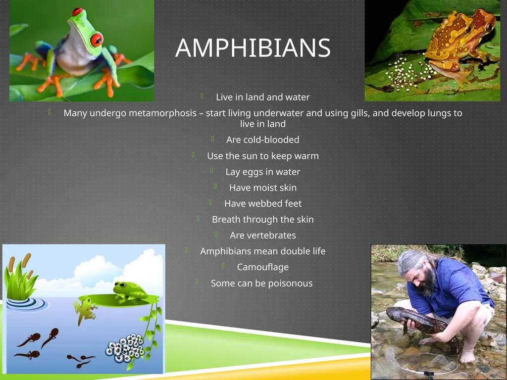 Classifying Animals Vertebrates Invertebrates - slide 7 of 9