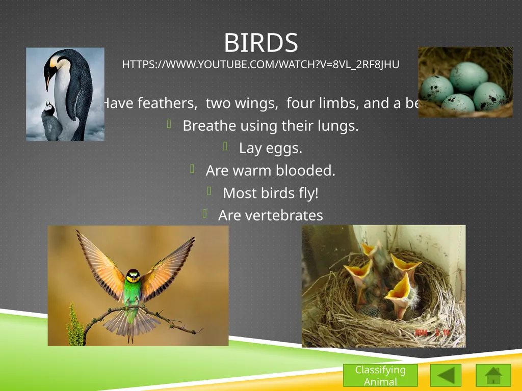 Classifying Animals Vertebrates Invertebrates - slide 5 of 9