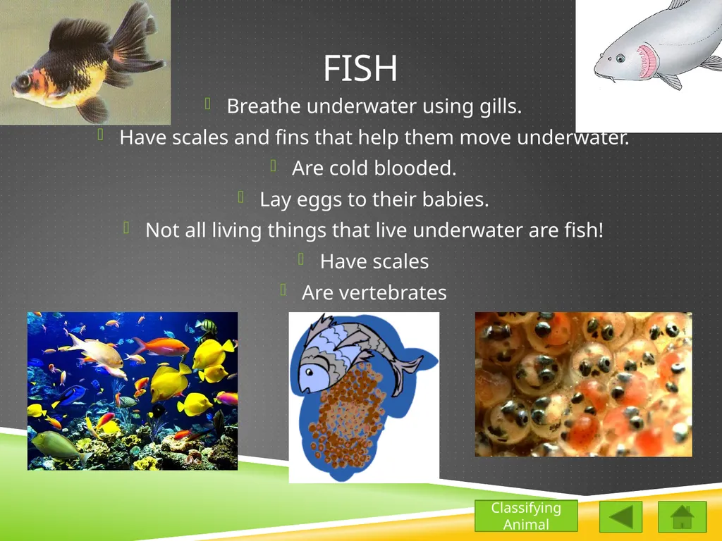 Classifying Animals Vertebrates Invertebrates - slide 4 of 9