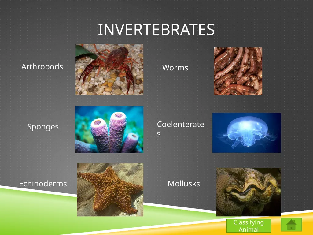 Classifying Animals Vertebrates Invertebrates - slide 8 of 9