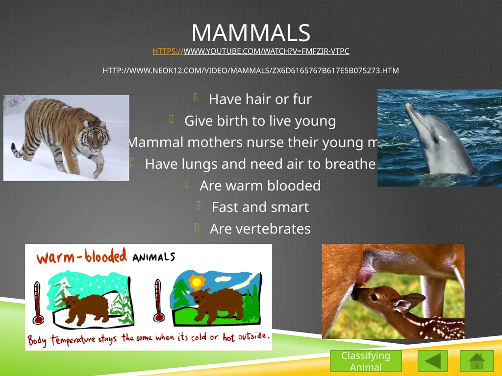 Classifying Animals Vertebrates Invertebrates - slide 3 of 9