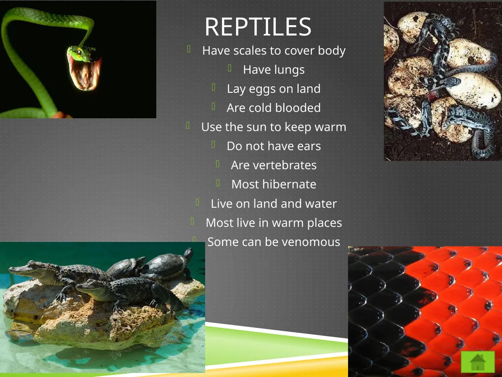 Classifying Animals Vertebrates Invertebrates - slide 6 of 9
