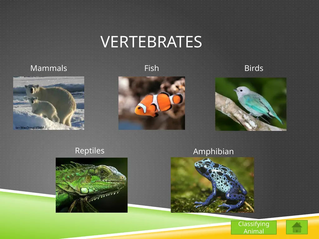 Classifying Animals Vertebrates Invertebrates - slide 2 of 9