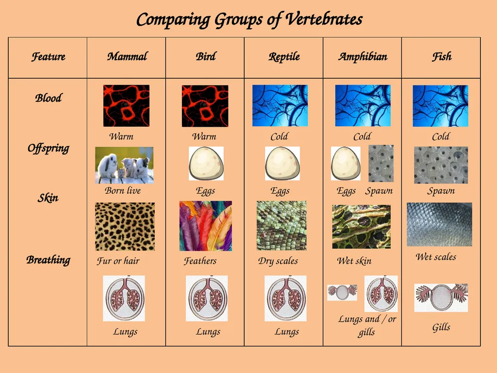 Comparing Groups of Vertebrates Warm Warm Cold - slide 1 of 4
