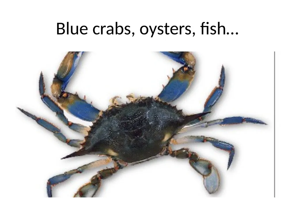 The Chesapeake Bay: A Socio-Environmental - slide 16 of 22