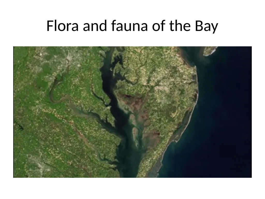 The Chesapeake Bay: A Socio-Environmental - slide 20 of 22