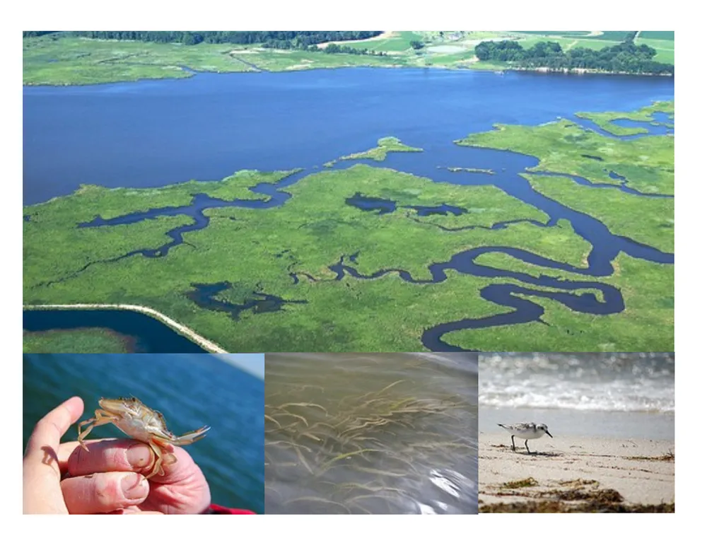 The Chesapeake Bay: A Socio-Environmental - slide 19 of 22