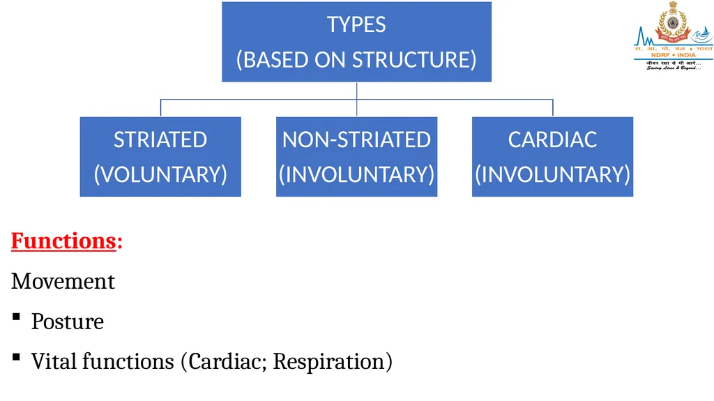 CELL AND TISSUES-THE BASIC STRUCTURE OF THE BODY - slide 13 of 19