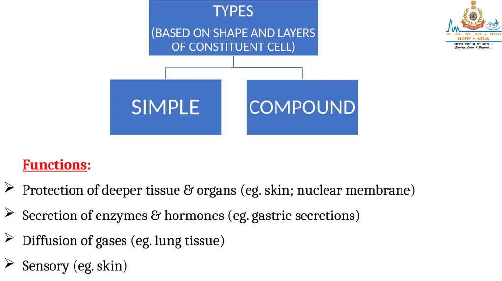 CELL AND TISSUES-THE BASIC STRUCTURE OF THE BODY - slide 10 of 19