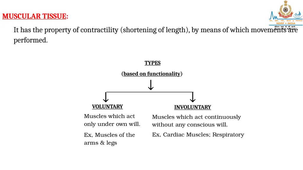 CELL AND TISSUES-THE BASIC STRUCTURE OF THE BODY - slide 12 of 19