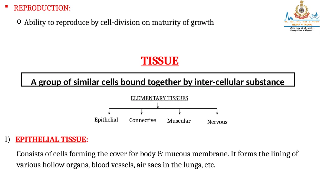 CELL AND TISSUES-THE BASIC STRUCTURE OF THE BODY - slide 9 of 19