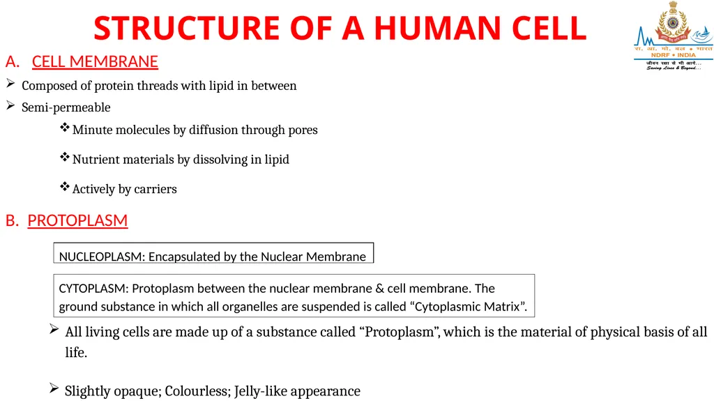 CELL AND TISSUES-THE BASIC STRUCTURE OF THE BODY - slide 4 of 19