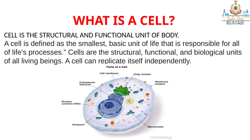 CELL AND TISSUES-THE BASIC STRUCTURE OF THE BODY - slide 3 of 19