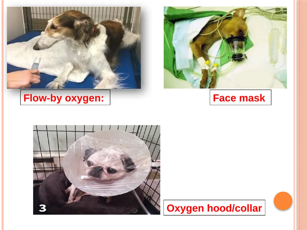 Oxygen Therapy in Veterinary Practice Prepared by- - slide 9 of 15