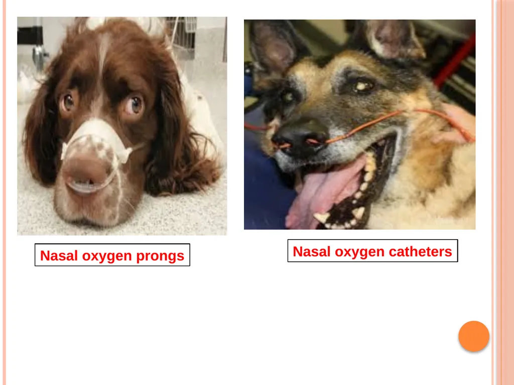 Oxygen Therapy in Veterinary Practice Prepared by- - slide 13 of 15