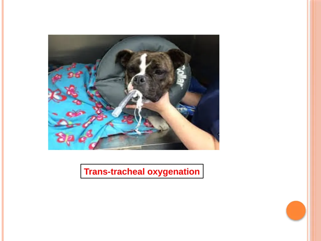 Oxygen Therapy in Veterinary Practice Prepared by- - slide 14 of 15
